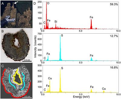 Bullet-shaped magnetosomes and metagenomic-based magnetosome gene profiles in a deep-sea hydrothermal vent chimney